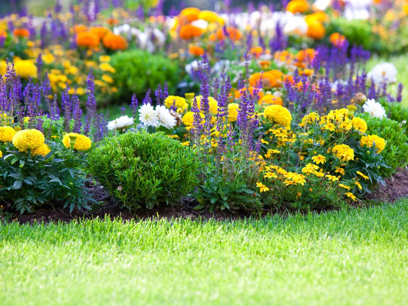 jardin 6 trabajo de jardineria 6 Gipuzkoa